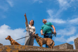 chiens-sur-les-remparts-de-carcassonne-47387