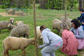 visite de la ferme avec les moutons mérinos