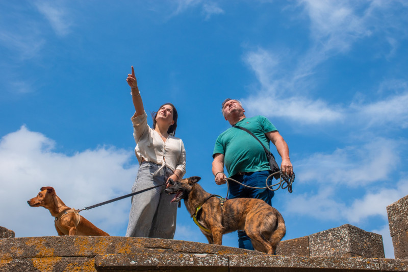 chiens-sur-les-remparts-de-carcassonne-47387